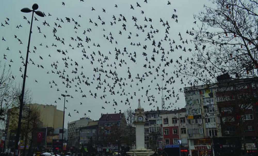 Güvercinler Renkli Görüntüler Oluşturuyor