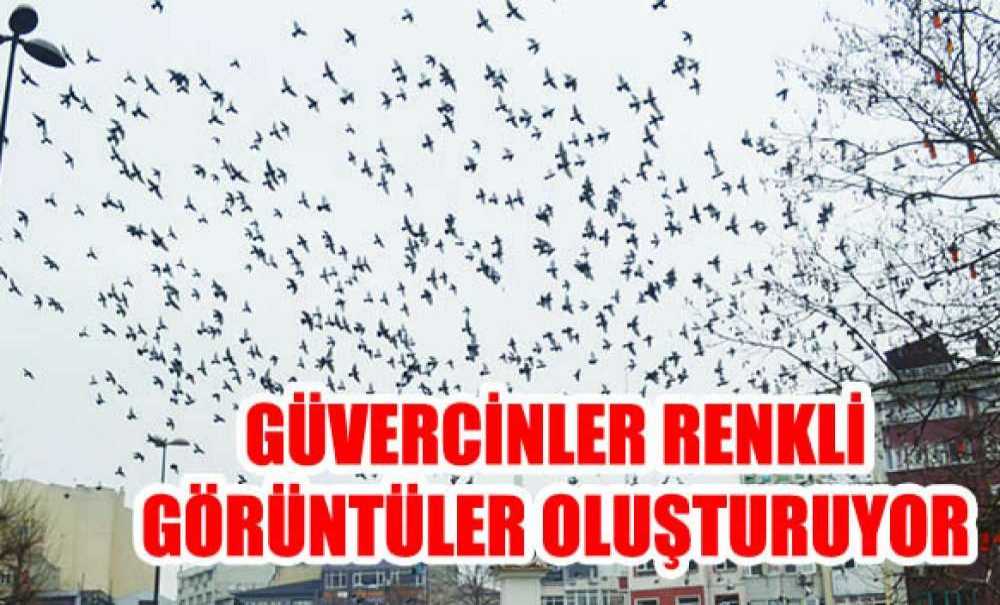 Güvercinler Renkli Görüntüler Oluşturuyor