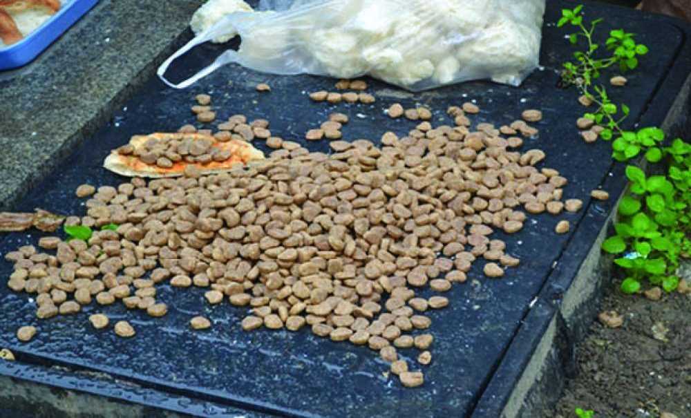 Sokak Hayvanları Aç Ve Susuz Bırakılmıyor