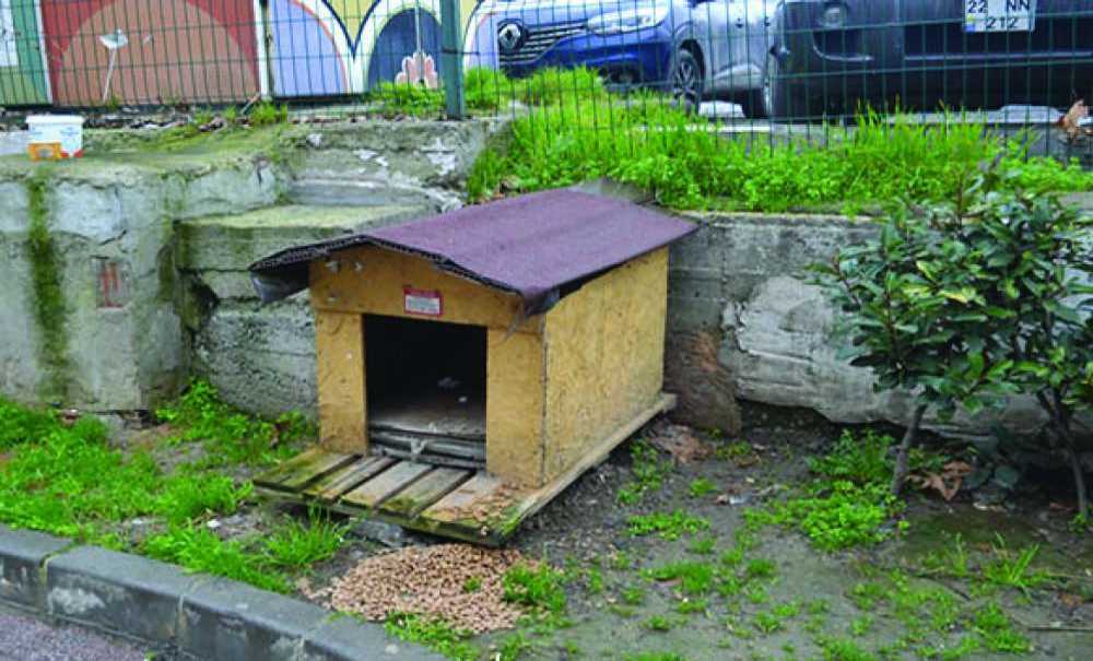 Sokak Hayvanları Aç Ve Susuz Bırakılmıyor