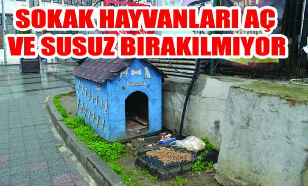 Sokak Hayvanları Aç Ve Susuz Bırakılmıyor