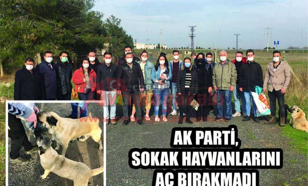 Ak Parti, Sokak Hayvanlarını Aç Bırakmadı