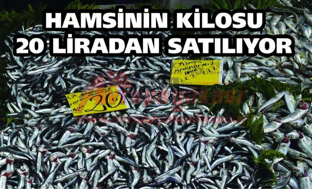 Hamsinin Kilosu 20 Liradan Satılıyor