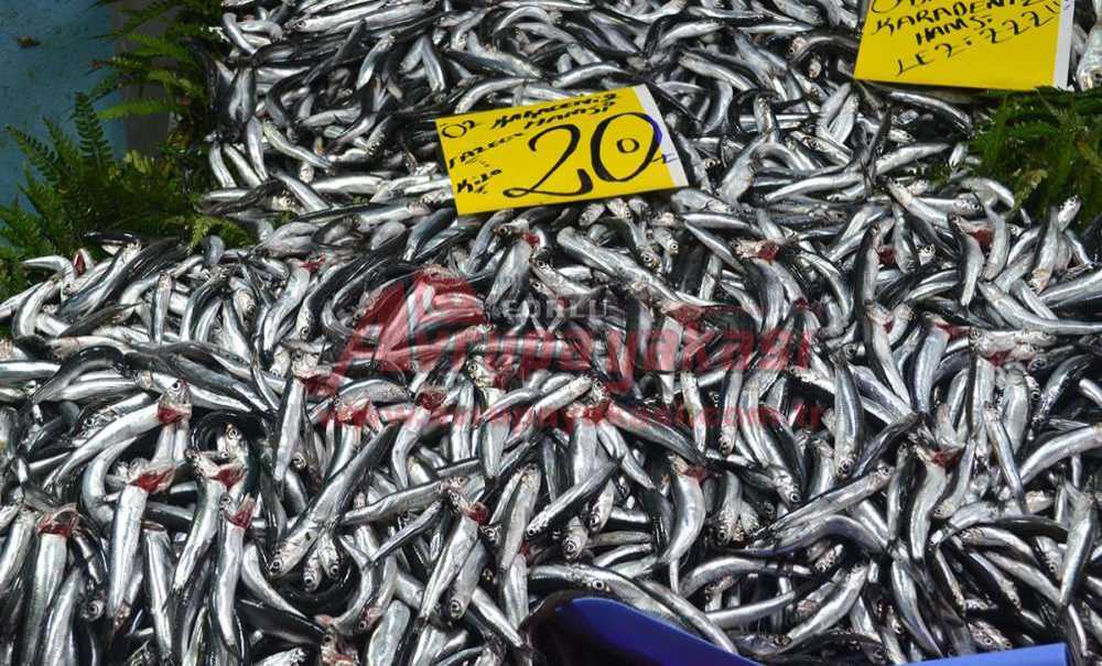 Hamsinin Kilosu 20 Liradan Satılıyor