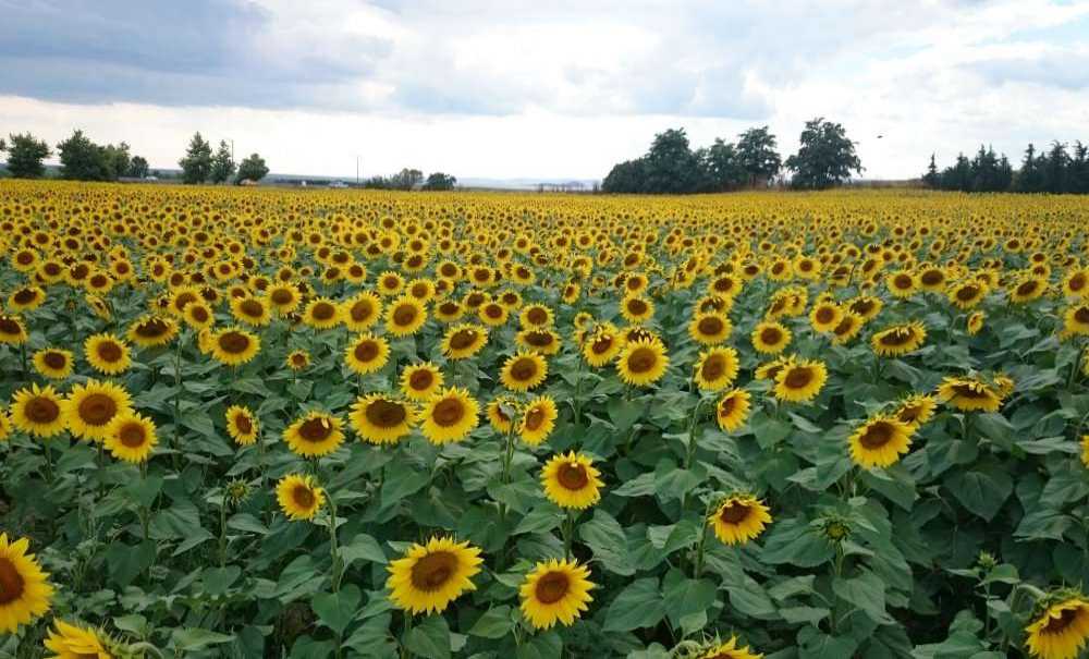 Yağışlar Tarımı Nasıl Etkiledi?