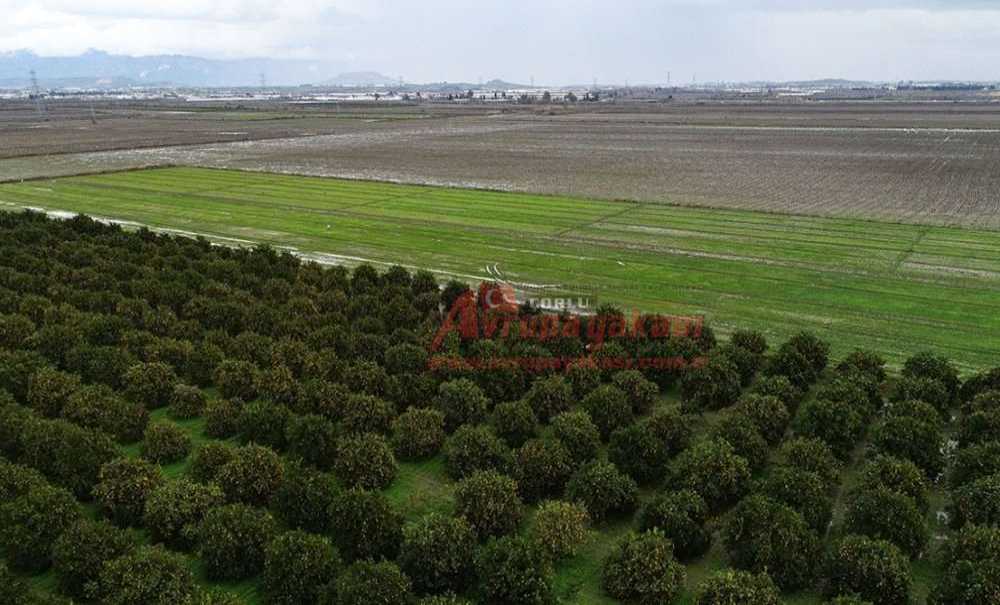 Yağışlar Tarımı Nasıl Etkiledi?