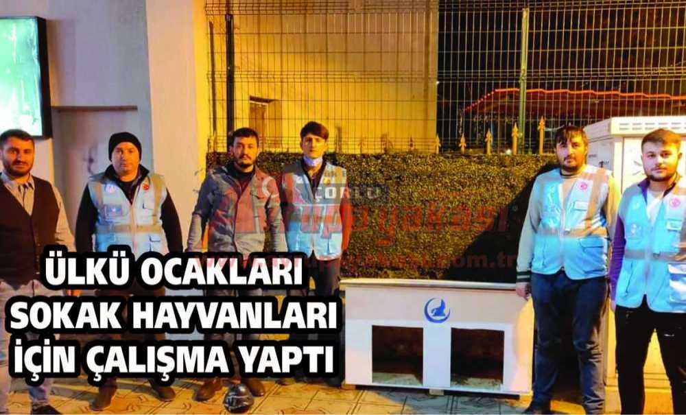 Ülkü Ocakları Sokak Hayvanları İçin Çalışma Yaptı