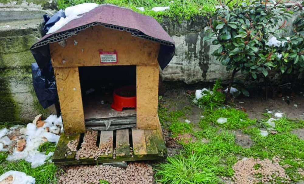 Çorlu'da Sokak Hayvanları Aç Ve Susuz Bırakılmıyor