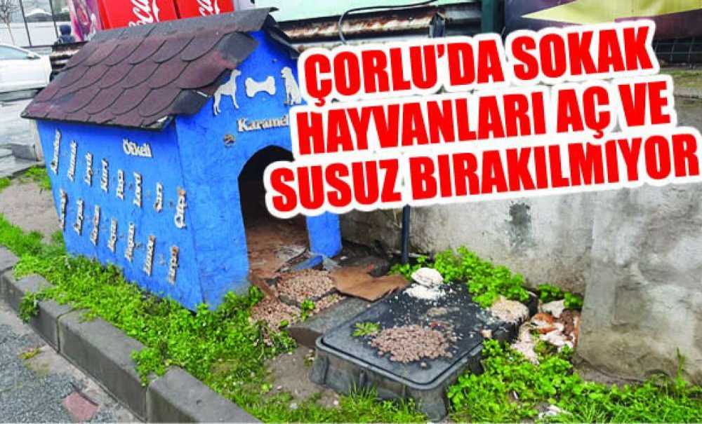 Çorlu'da Sokak Hayvanları Aç Ve Susuz Bırakılmıyor