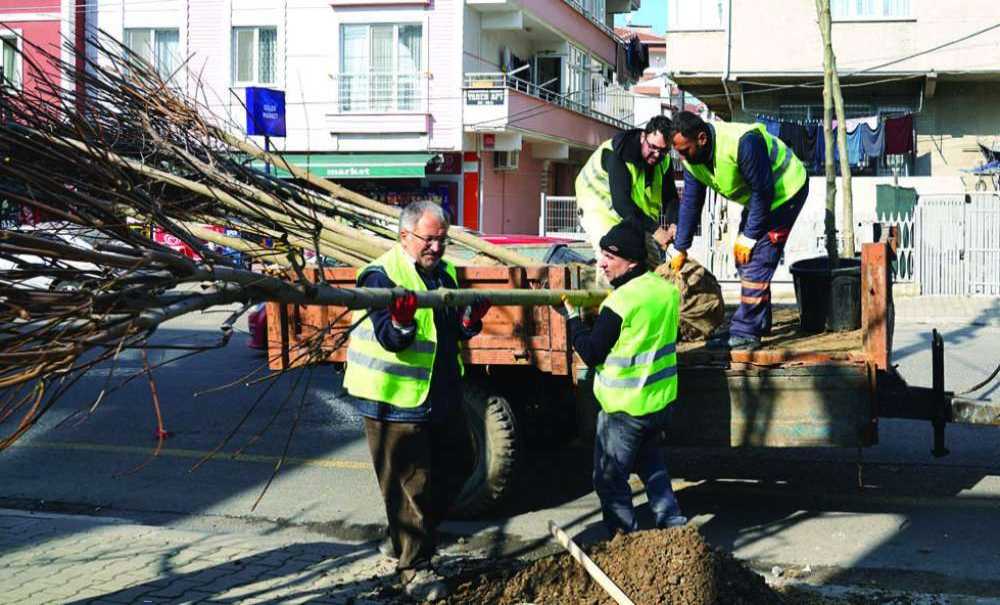 Çorlu'da Ağaçlandırma Çalışmaları Sürüyor
