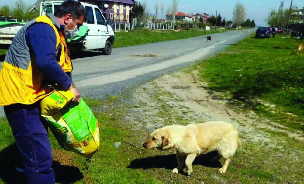 Çorlu Belediyesi 3 Ton Mama Dağıttı