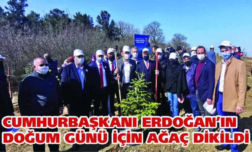 Cumhurbaşkanı Erdoğan'ın Doğum Günü İçin Ağaç Dikildi
