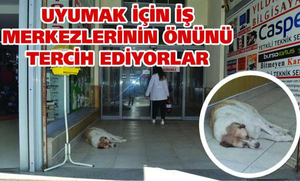 Uyumak İçin İş Merkezlerinin Önünü Tercih Ediyorlar