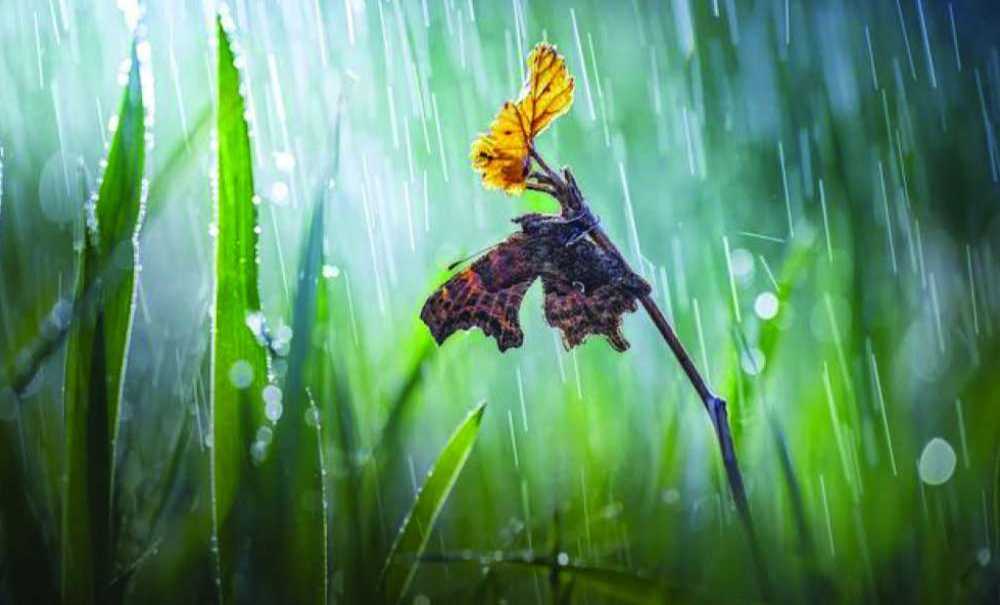 Nisan Yağmurları Bereketi Artırdı