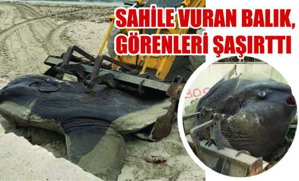 Sahile Vuran Balık, Görenleri Şaşırttı