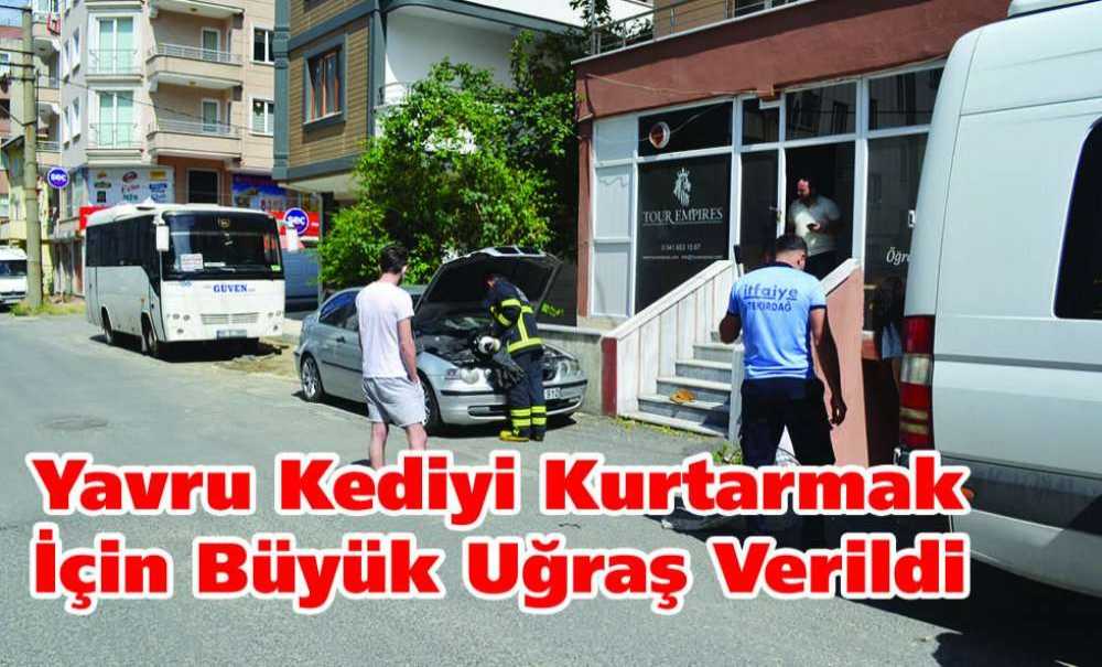 Yavru Kediyi Kurtarmak İçin Büyük Uğraş Verildi