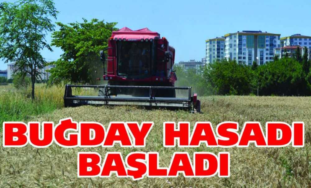 Buğday Hasadı Başladı