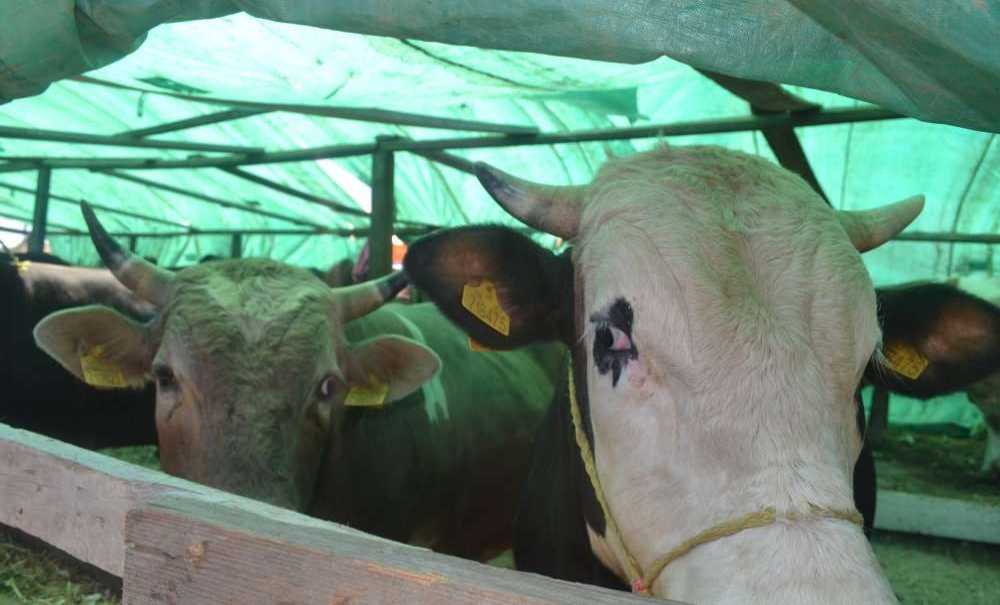 Kurban Pazarı 5 Temmuz'da Açılacak