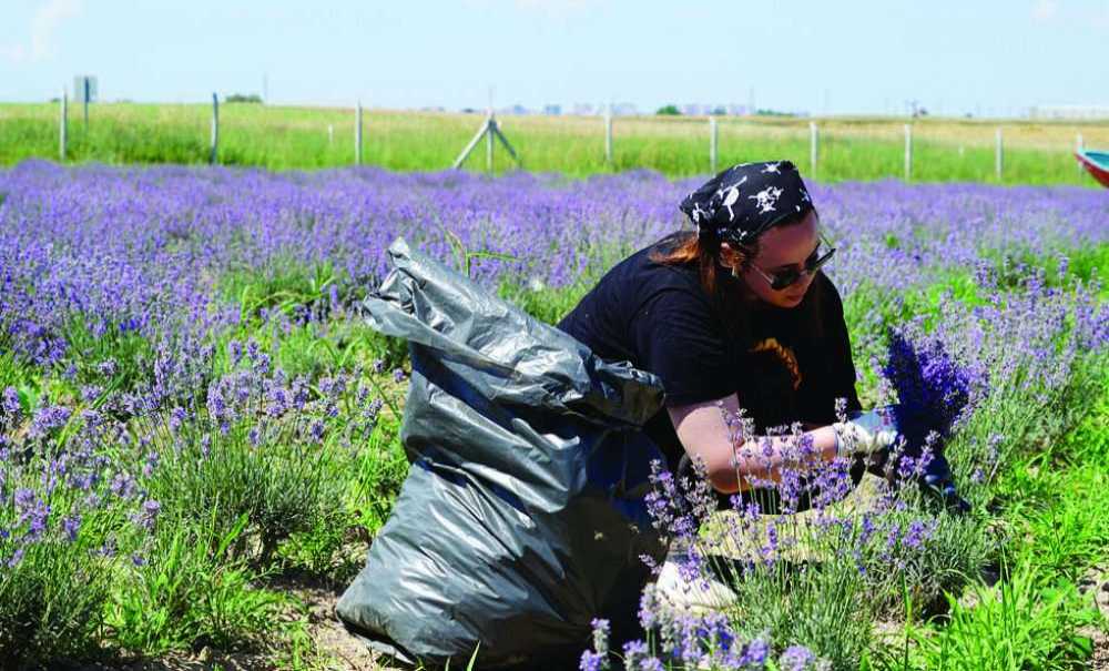 Ergene'de Lavanta Hasadı Yapıldı