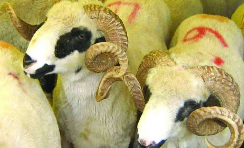 Kurban İbadetinde Dikkat Edilecek Hususlar Nelerdir?