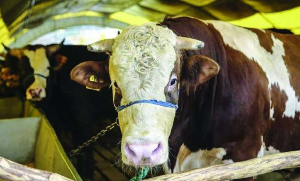 Kurban İbadetinde Dikkat Edilecek Hususlar Nelerdir?