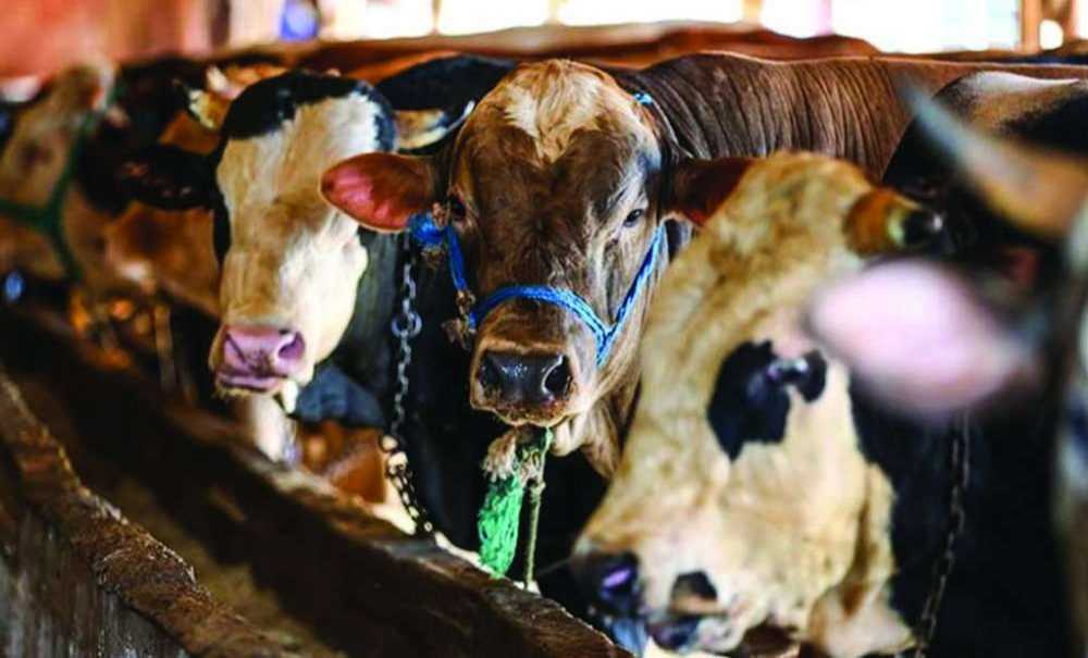 Kurban İbadetinde Dikkat Edilecek Hususlar Nelerdir?