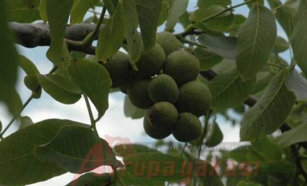 Üzüm Salkımı Gibi Ceviz Dalı