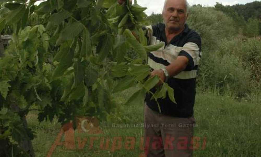 Üzüm Salkımı Gibi Ceviz Dalı