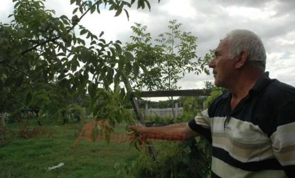 Üzüm Salkımı Gibi Ceviz Dalı