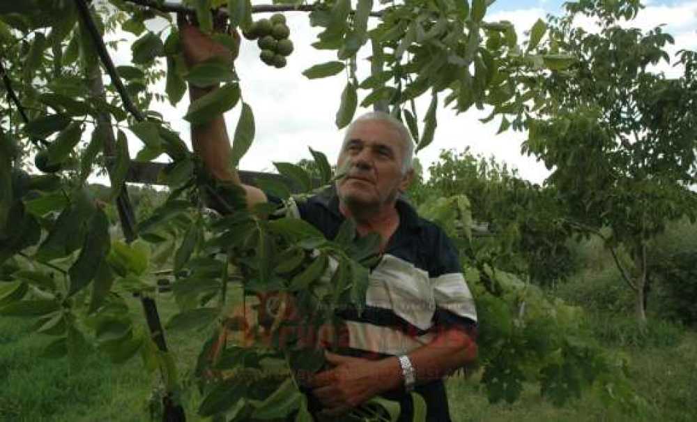 Üzüm Salkımı Gibi Ceviz Dalı