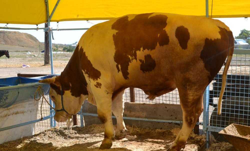 Kurbanlık Var, Alıcı Yok!