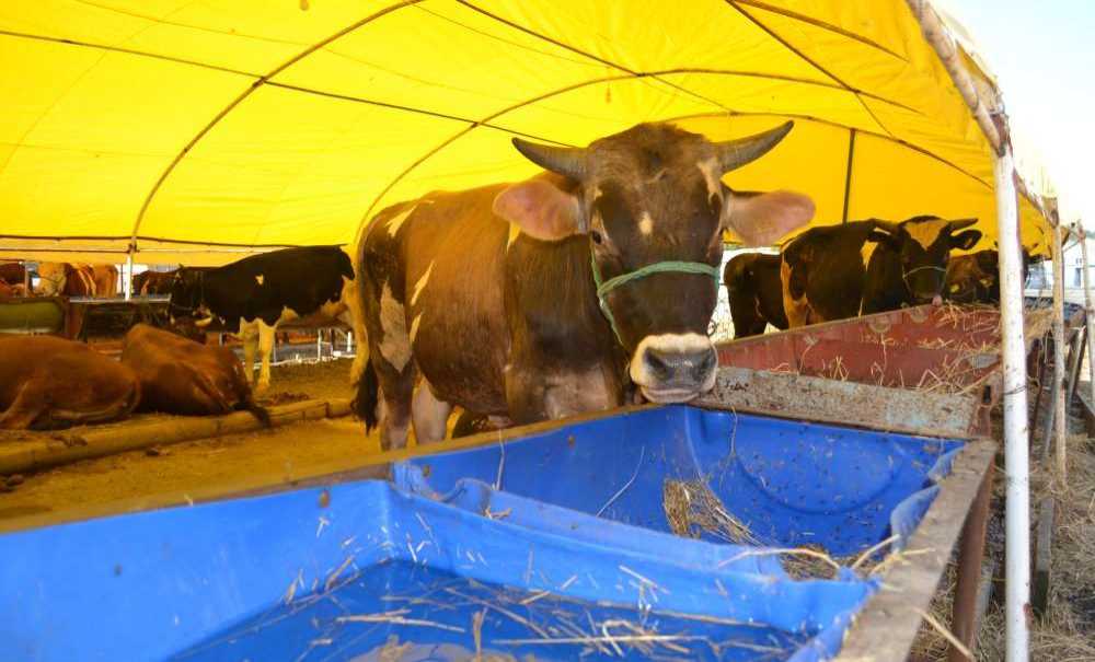 Kurbanlık Var, Alıcı Yok!