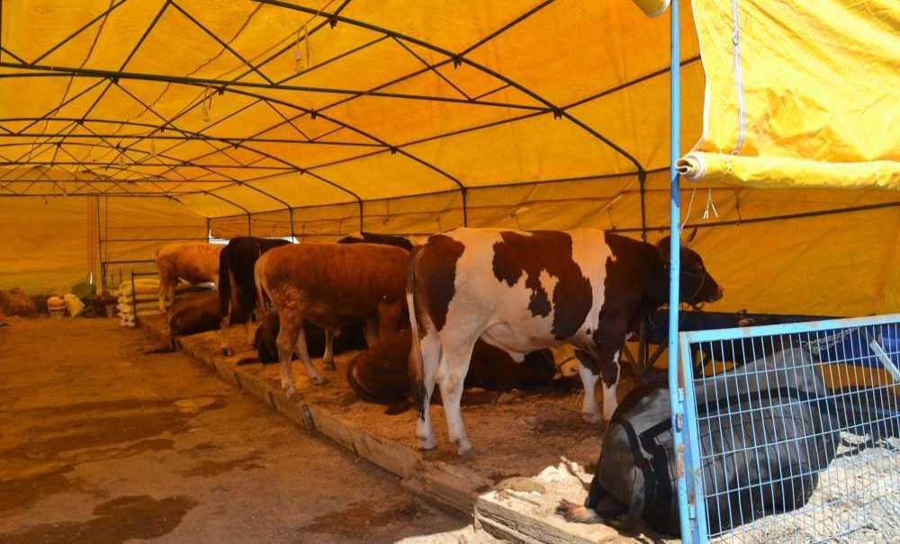 Kurbanlık Var, Alıcı Yok!