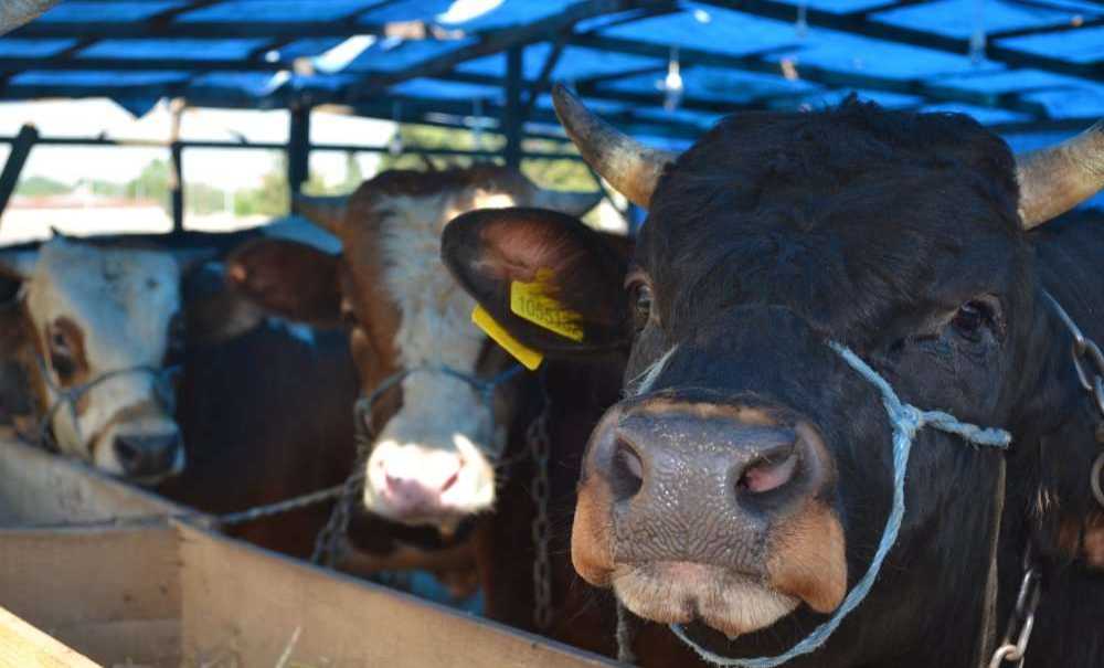Kurbanlık Var, Alıcı Yok!