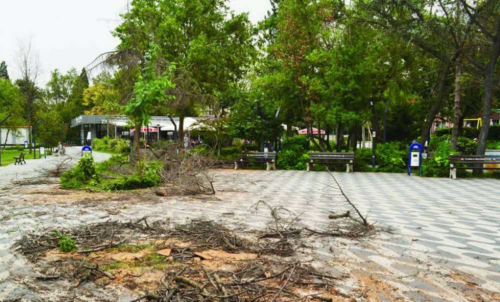 Atatürk Parkı'ndaki Kuruyan Ağaçlar Kesiliyor!