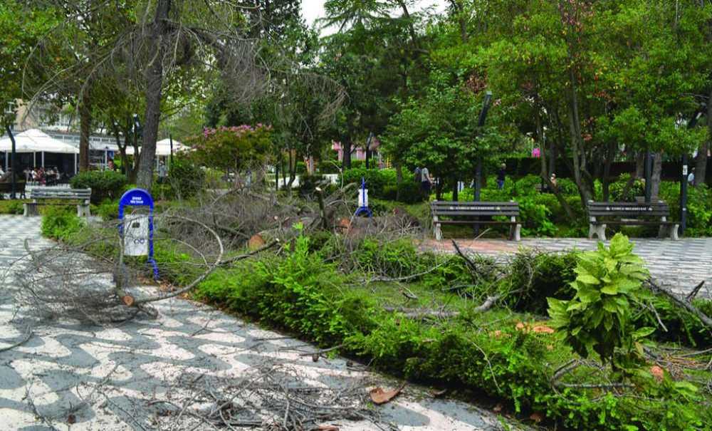 Atatürk Parkı'ndaki Kuruyan Ağaçlar Kesiliyor!