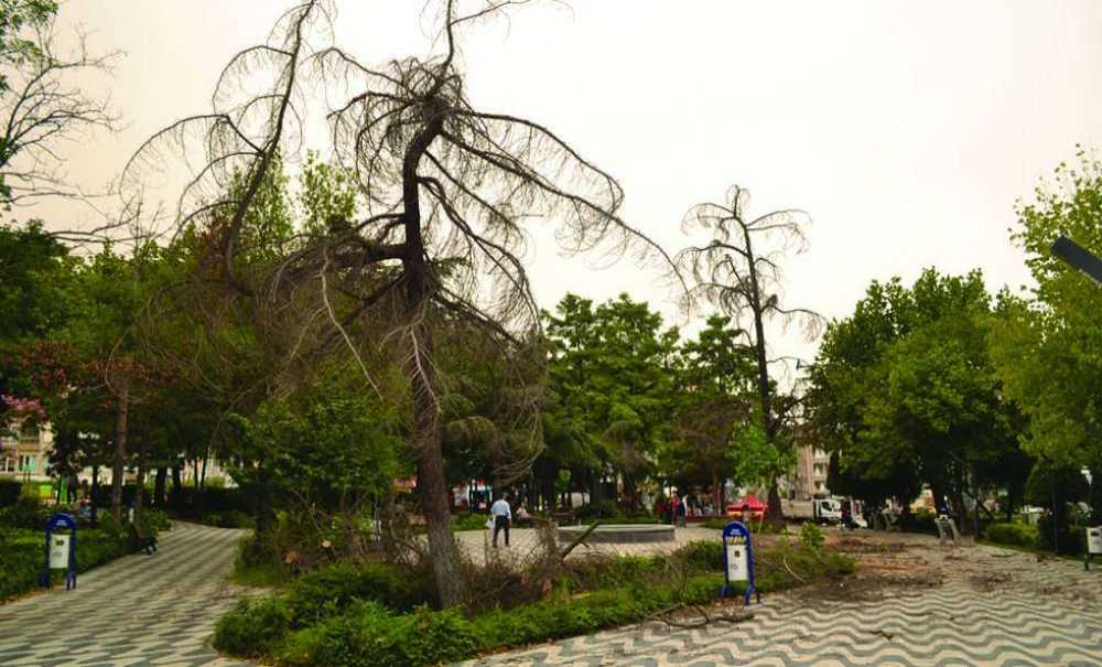 Atatürk Parkı'ndaki Kuruyan Ağaçlar Kesiliyor!