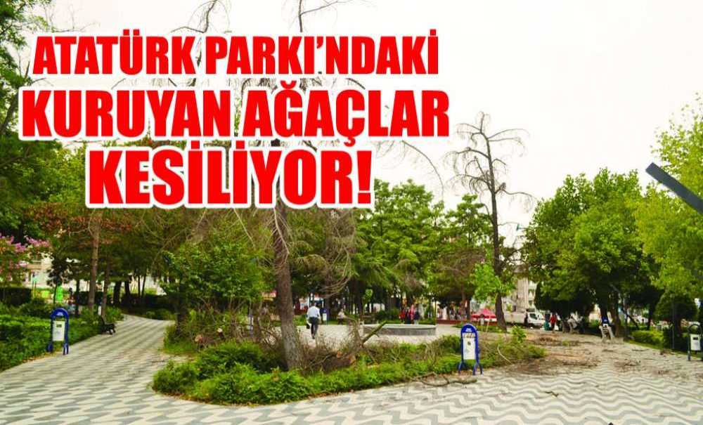 Atatürk Parkı'ndaki Kuruyan Ağaçlar Kesiliyor!