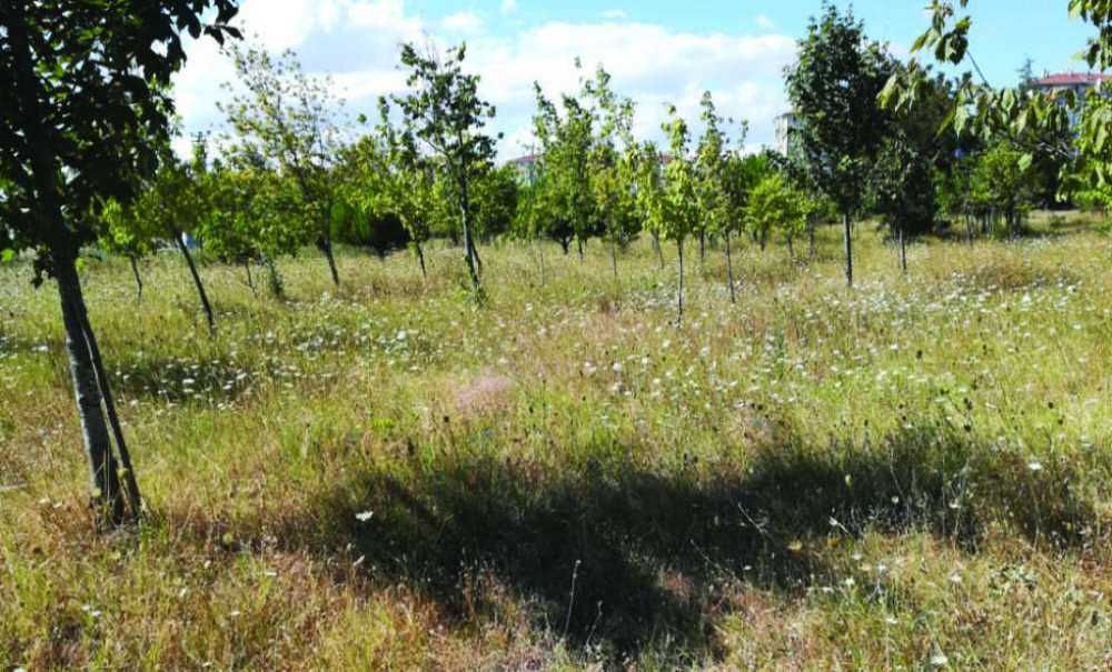 Tema Parkı'ndaki Otlar Biçildi