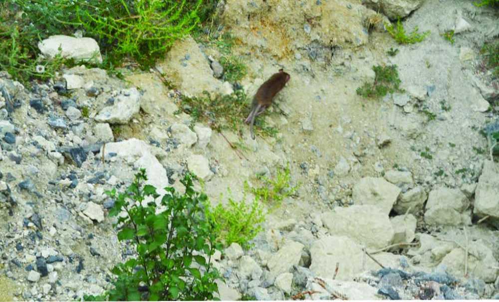 Emlak Konutları Bölgesini Fareler Bastı