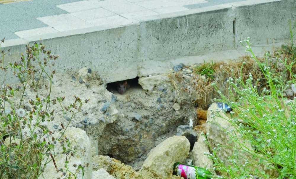 Emlak Konutları Bölgesini Fareler Bastı