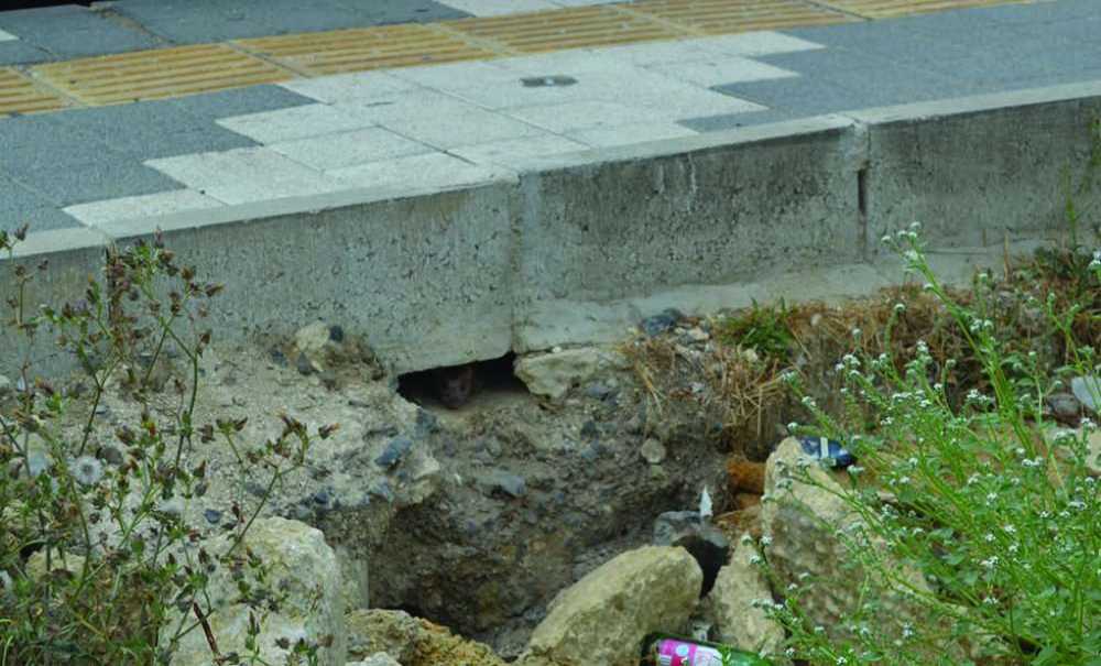 Emlak Konutları Bölgesini Fareler Bastı