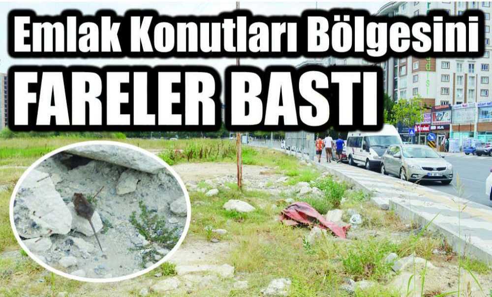 Emlak Konutları Bölgesini Fareler Bastı