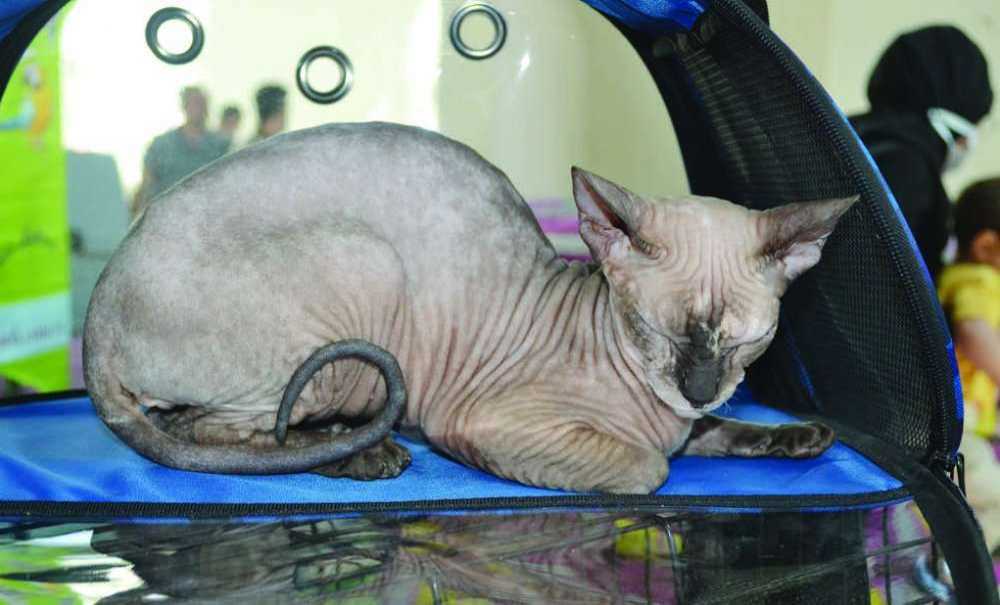 2'incisi Düzenlenen Evcil Kanatlılar Fuarı'na İlgi Yoğun Oldu