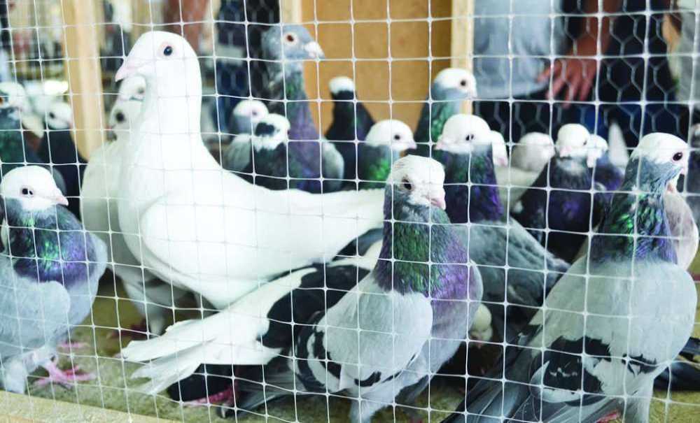 2'incisi Düzenlenen Evcil Kanatlılar Fuarı'na İlgi Yoğun Oldu