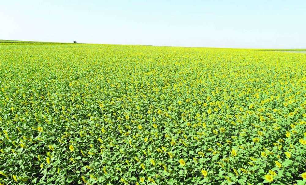“Ayçiçeği Fiyatları Beklentinin Altında Kaldı