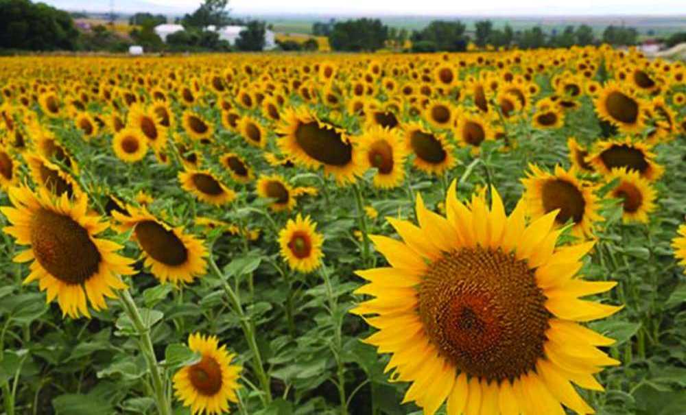 “Ayçiçeği Fiyatları Beklentinin Altında Kaldı