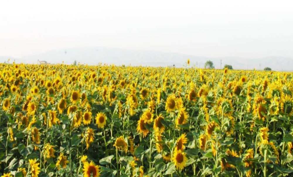 Trakya Birlik'ten Ön Alım Fiyatı Açıklaması %40 Yağ Ayçiçeği 5.400 Tl/ton