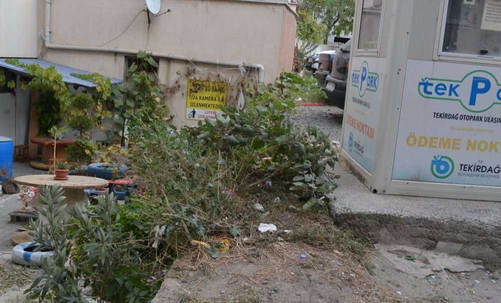 Otoparkla İlgili Hala Bir Adım Atılmadı