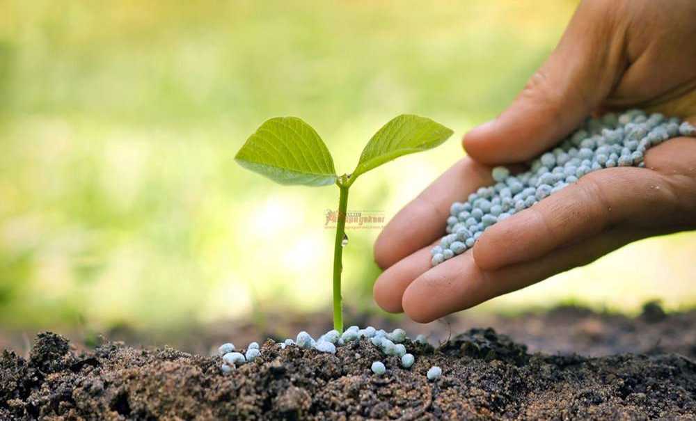 Gübre Fiyatları Yükseldi, Çiftçi Kara Kara Düşünüyor
